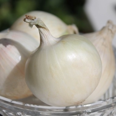 Zwiebel White Utah Jumbo (Samen)