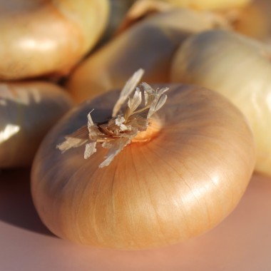 Zwiebel Yellow Borettana (Samen)