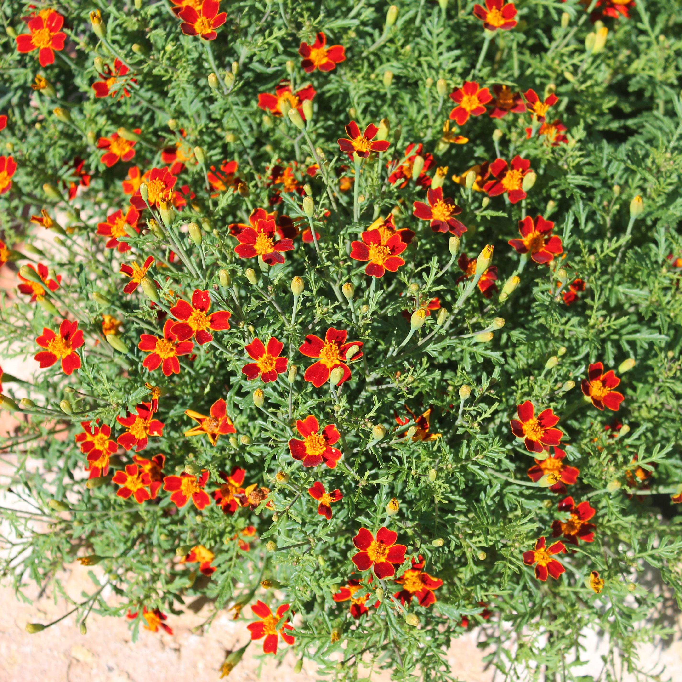 Gewürztagetes 'red Rot' Samen (Tagetes Tenuifolia) – Ca. 100 Samen Für Feurige Blüten