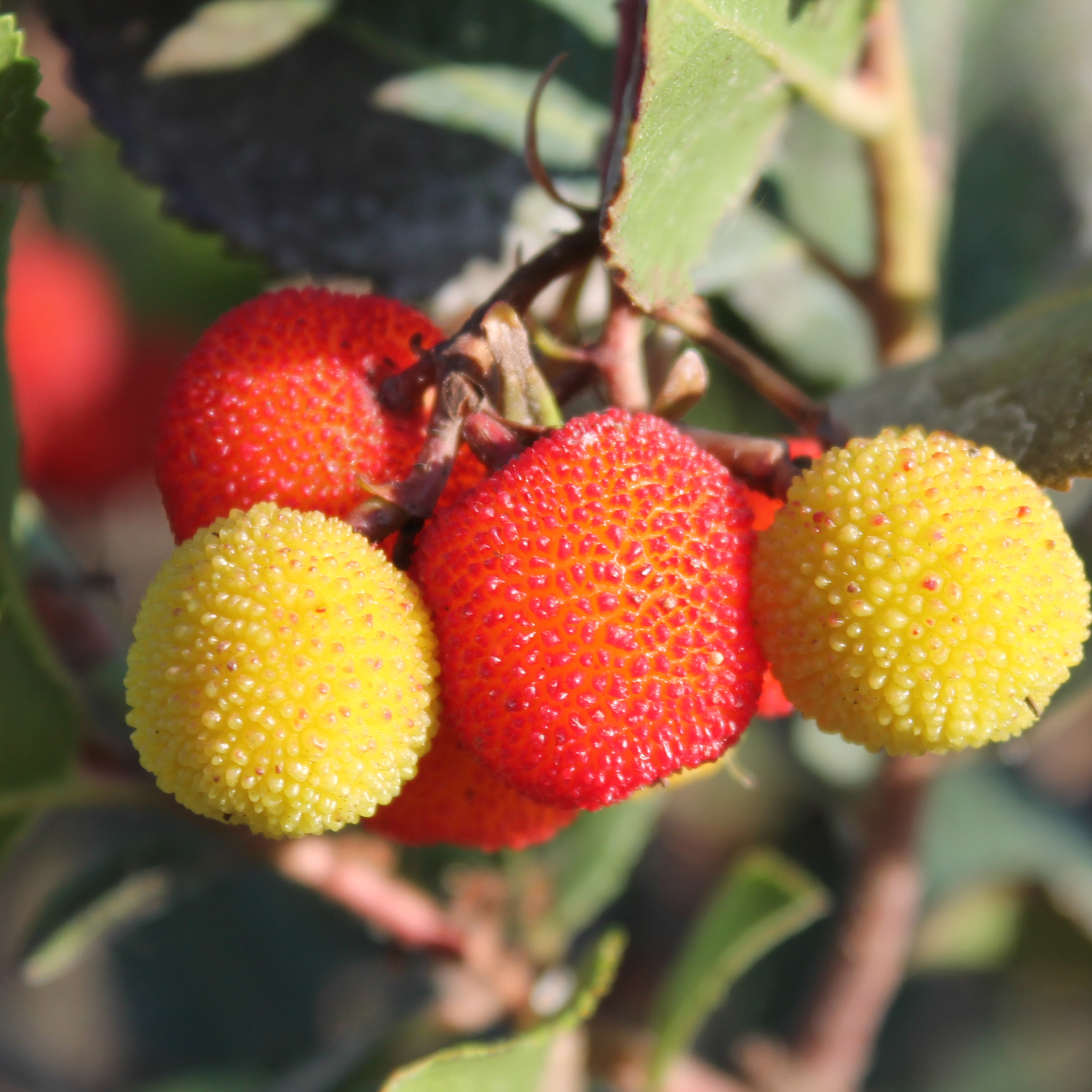 Qulista Samenhaus Rarität Erdbeerbaum ertragreich groß & süß aromatisch im Geschmack Klettererdbeere Hummi Obstsamen mehrjährig Winterhart im Beet & Kübel