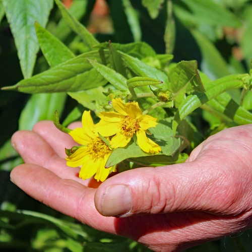 demeter saatgut tomaten Zuckertraube Tomaten Samen kaufen  Demeter-zertifiziert