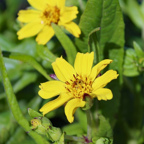 artemisia annua saatgut bio BIO Saatgut Artemisia annua – Biogartenladen main image 0