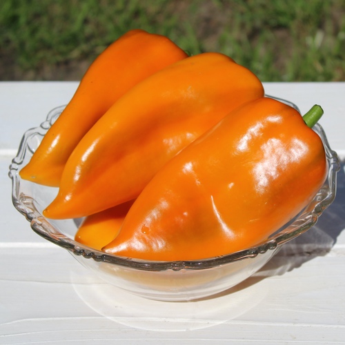 Deaflora - Paprika Elephant's Ear Orange