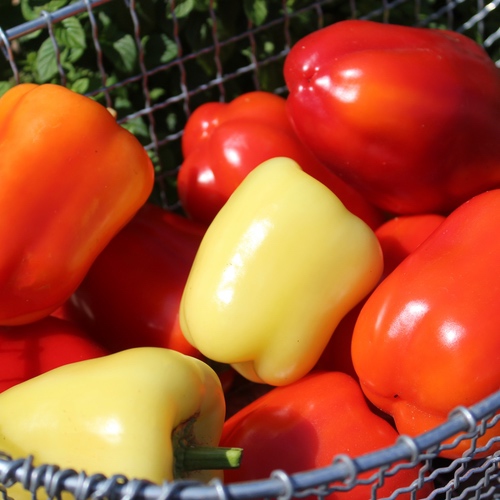 Paprika Pusztagold Saatgut – Frühreifende, Gelbe Paprika Mit Mild-würzigem Geschmack