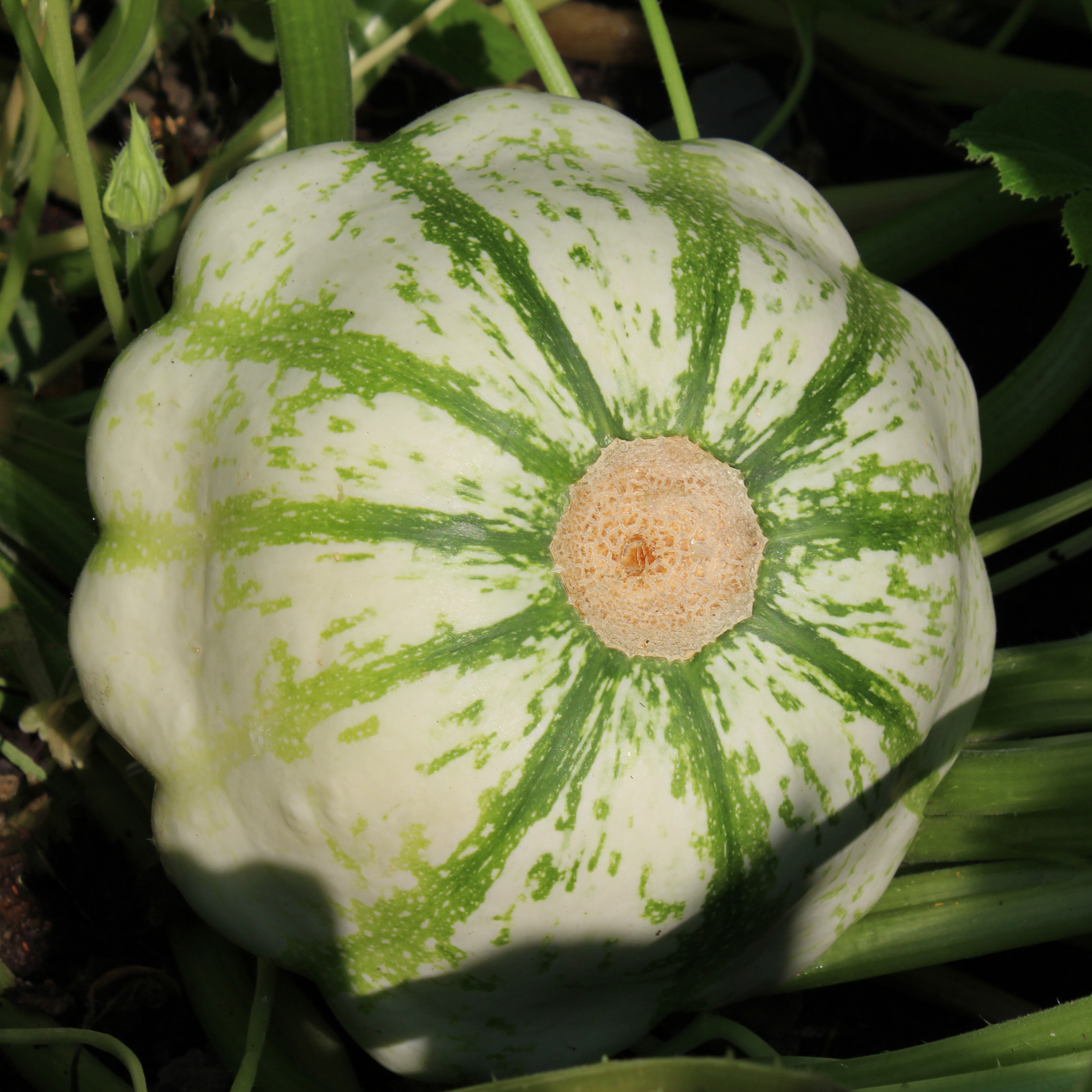 Patisson panaché Zucchini ‚Vert et Blanc‘-alte seltene Sorte ökologischer Anbau