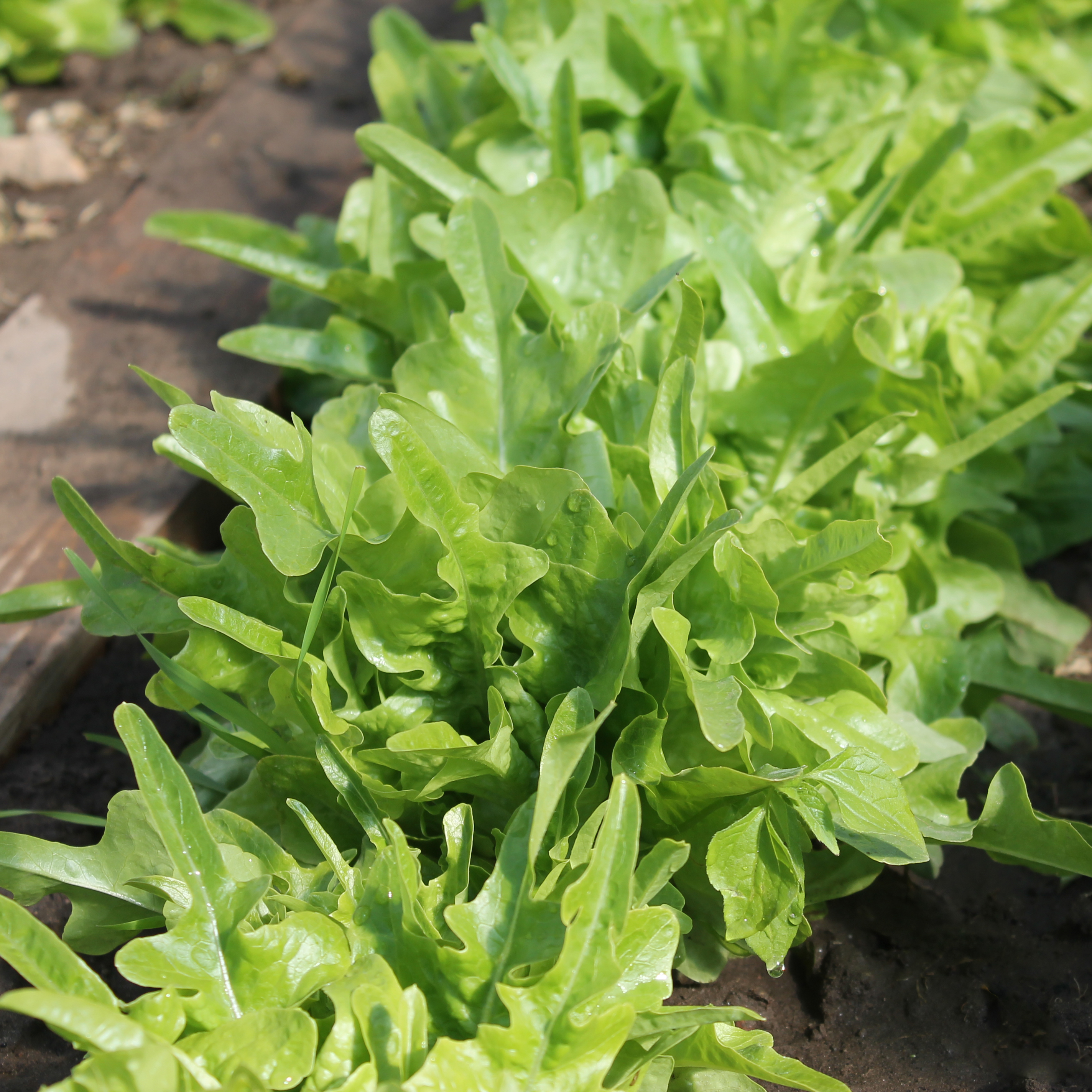 deaflora - salat green oakleaf