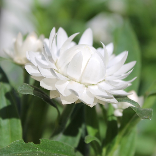 Deaflora - Strohblume White