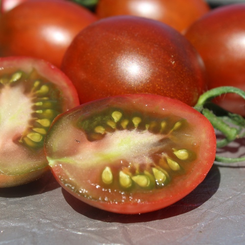 10 Graines De Tomate Reverend Michael Keyes – Variété Multiflora-naine, Précoce, Goût Doux – Hauteur ~1,50 M