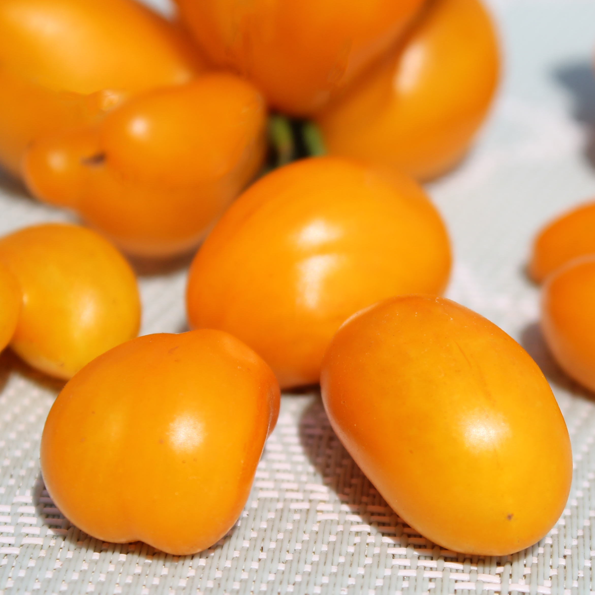 Tomaten Samen Seeds Phils One 10st. №751 