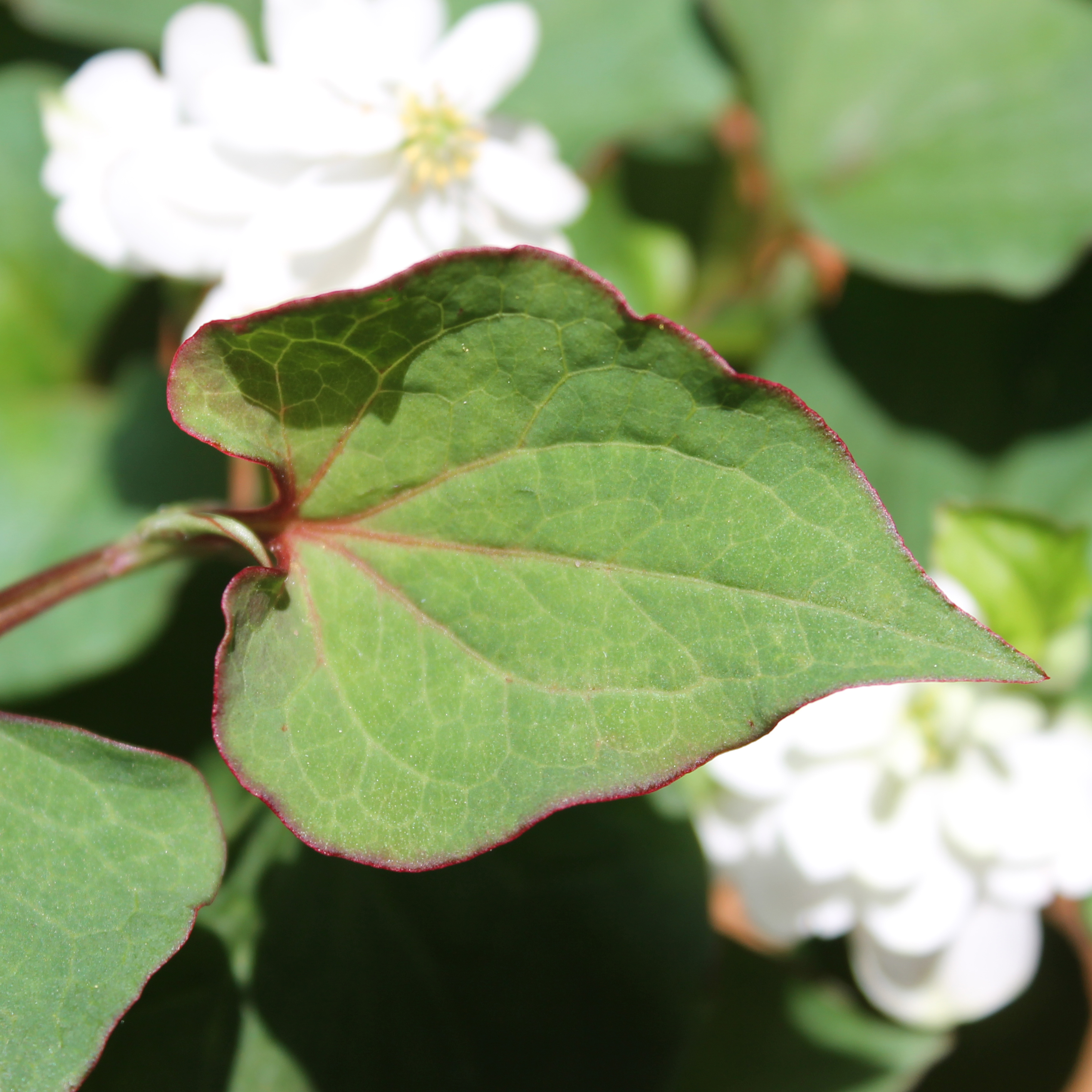 vap ca Vap ca houttuynia cordata hi-res stock photography and images main image 0