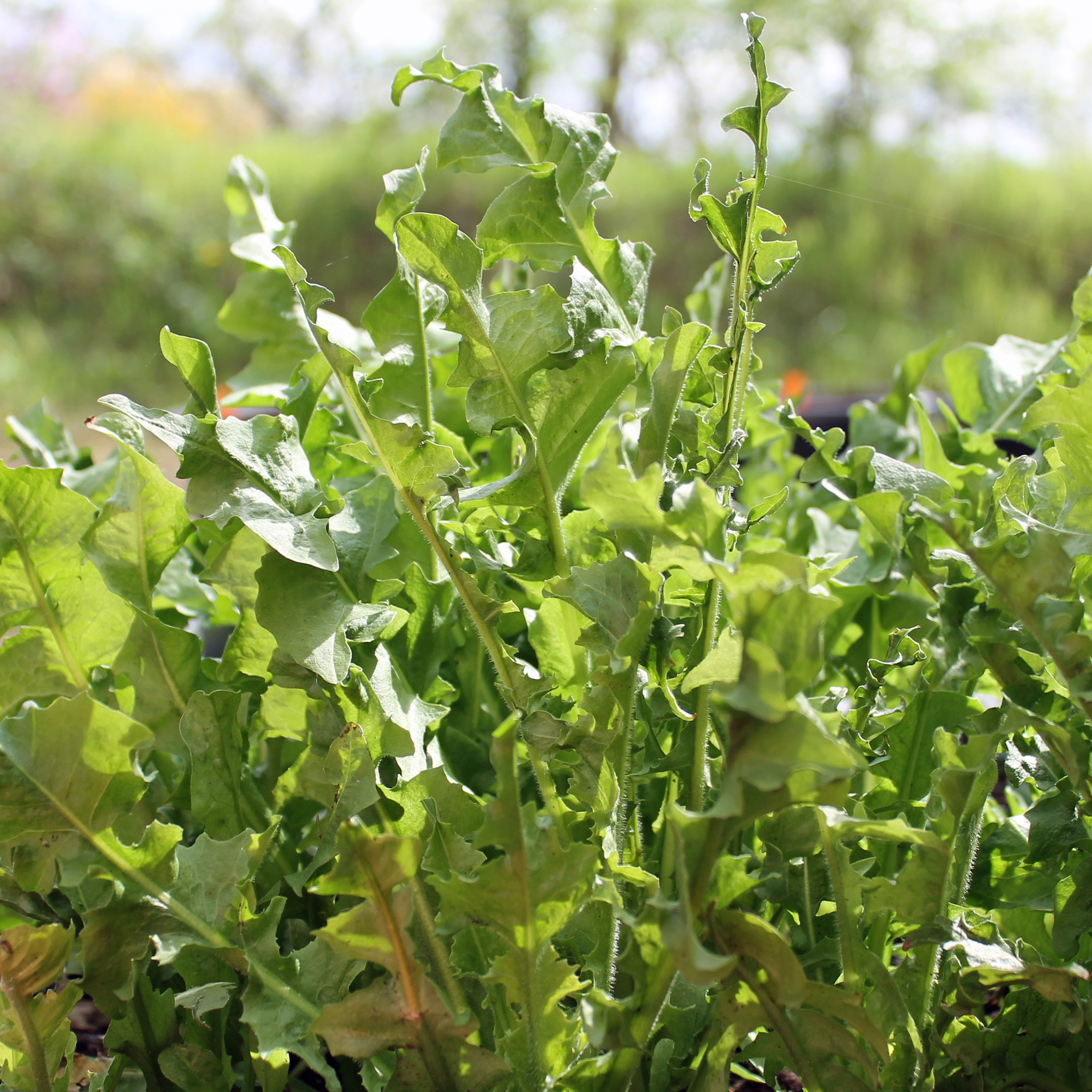 Deaflora - Blatt-Zichorie Barbe De Capucin