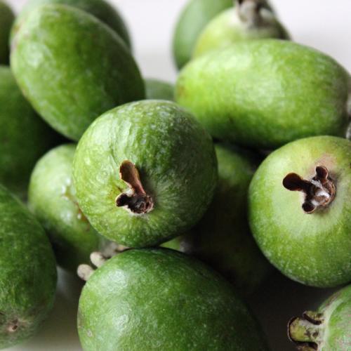 immergrüne Zimmerpflanze Ananas-Guave mit exotischen lecker Duft-Früchten /Samen