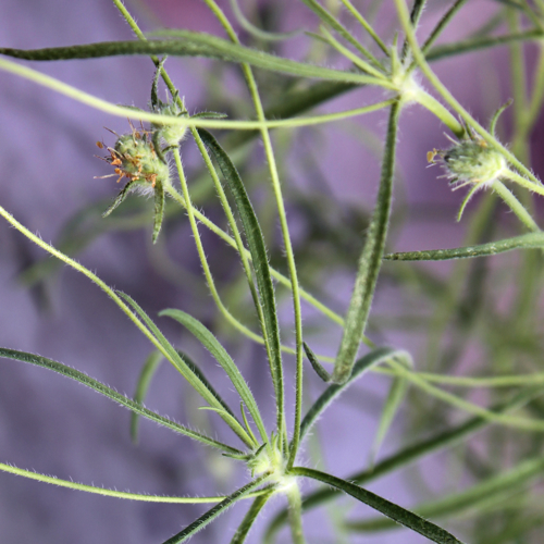 Deaflora Flohsamen (Samen)