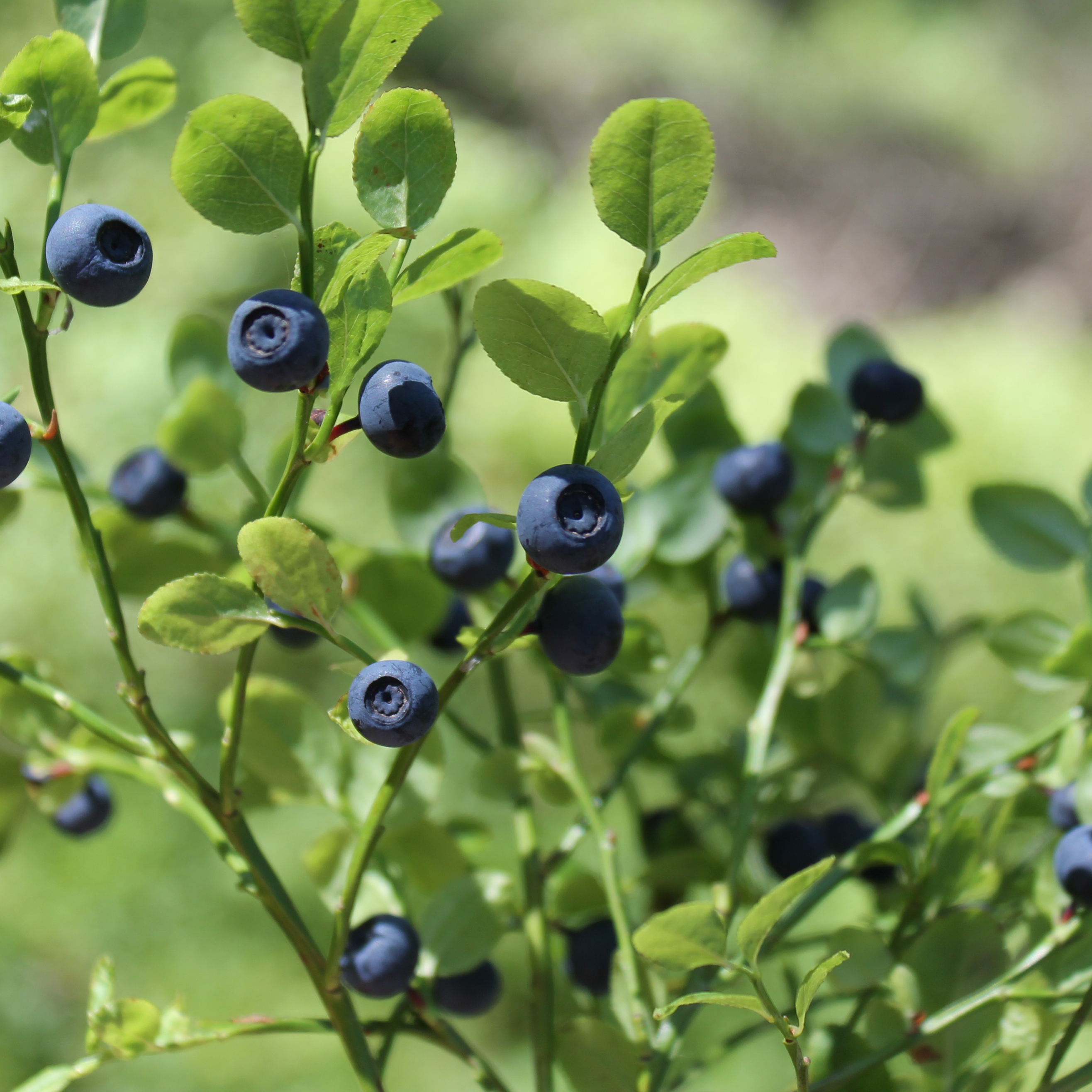 Heidelbeere Blau Vaccinium Obst von der Wald 200 Saatgut Seeds 
