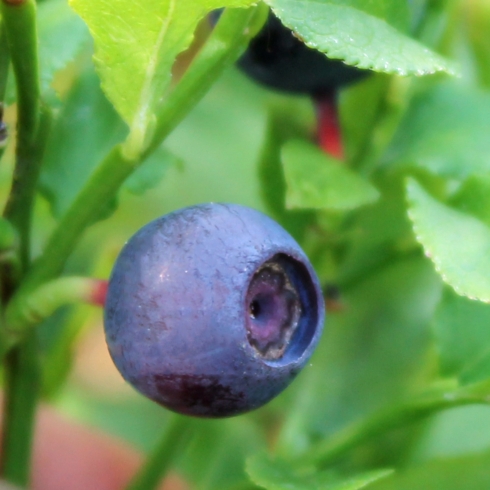 Blaubeere Vaccinium myrtillus 30 Heidelbeere Samen leckere Früchte Wal NEW 