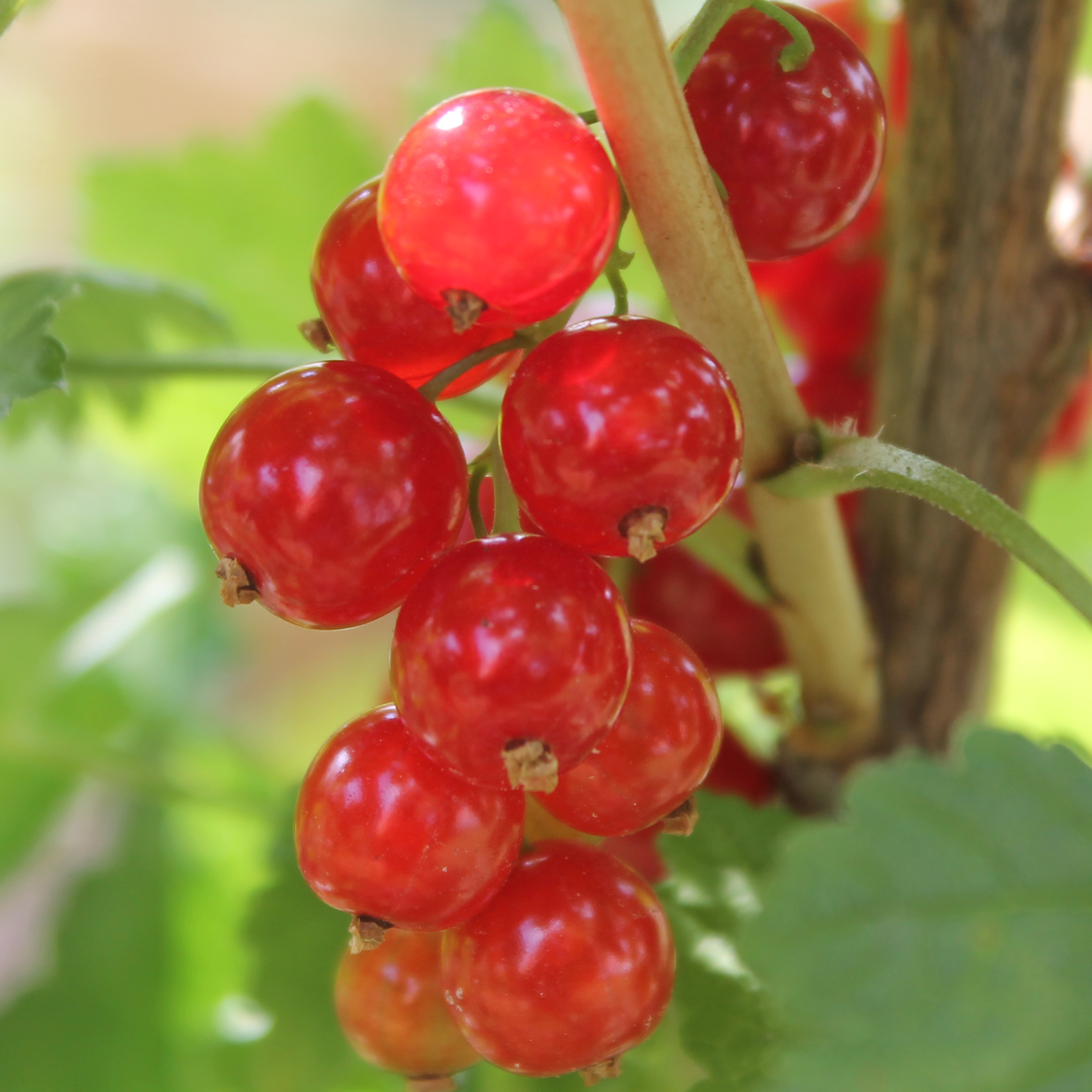 60+ Johannisbeere Pflanze, Johannisbeeren sind eine bereicherung für