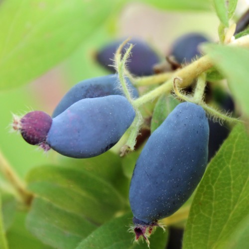 Sibirische Blaubeere Honigbeere Leningradsky Velikan Pflanze süße Kamtschatka-Beeren im Mai