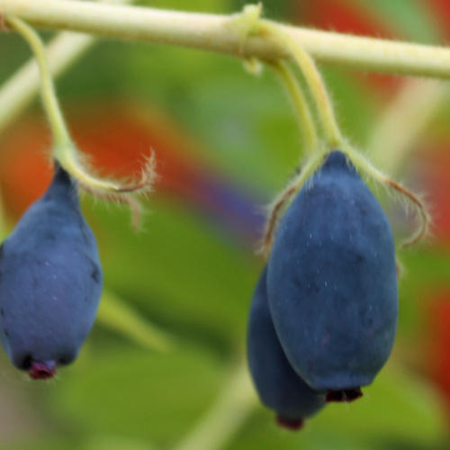 Duet - Kamtschatkabeere Sibirische Deaflora (Pflanze) Blaubeere -
