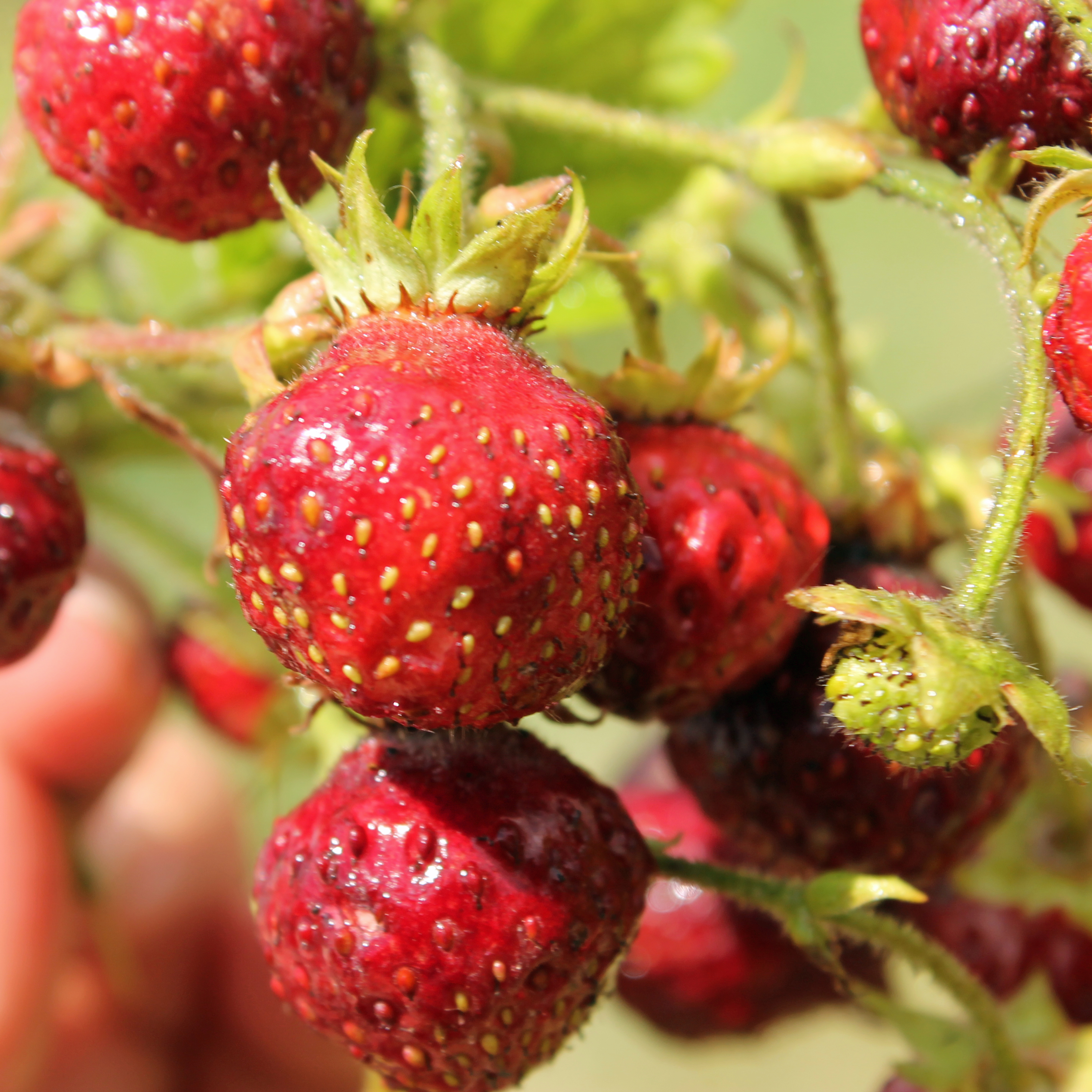 30 Fragaria moschata seeds Samen Zimt-/Moschus-Erdbeere süß & aromatisch 