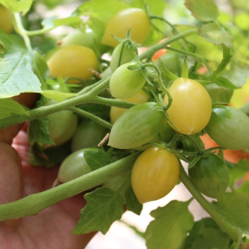Saatgut Gemüsesamen Barry's Crazy Cherry Tomate Tomato 5+ Samen Seeds 