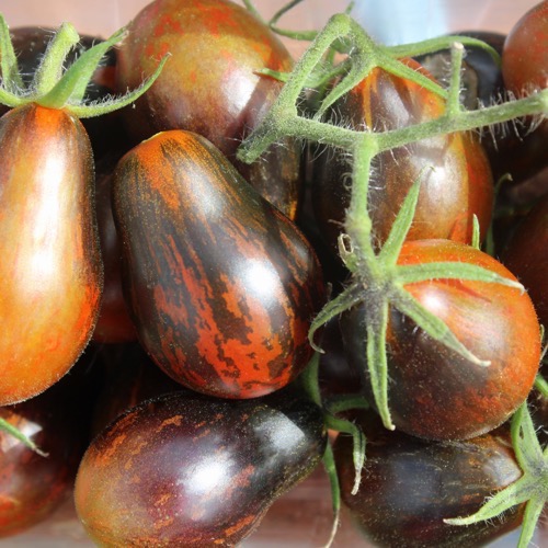 Blue Keyes Tomate Gemüsesamen 5+ Samen Saatgut birnenförmig 