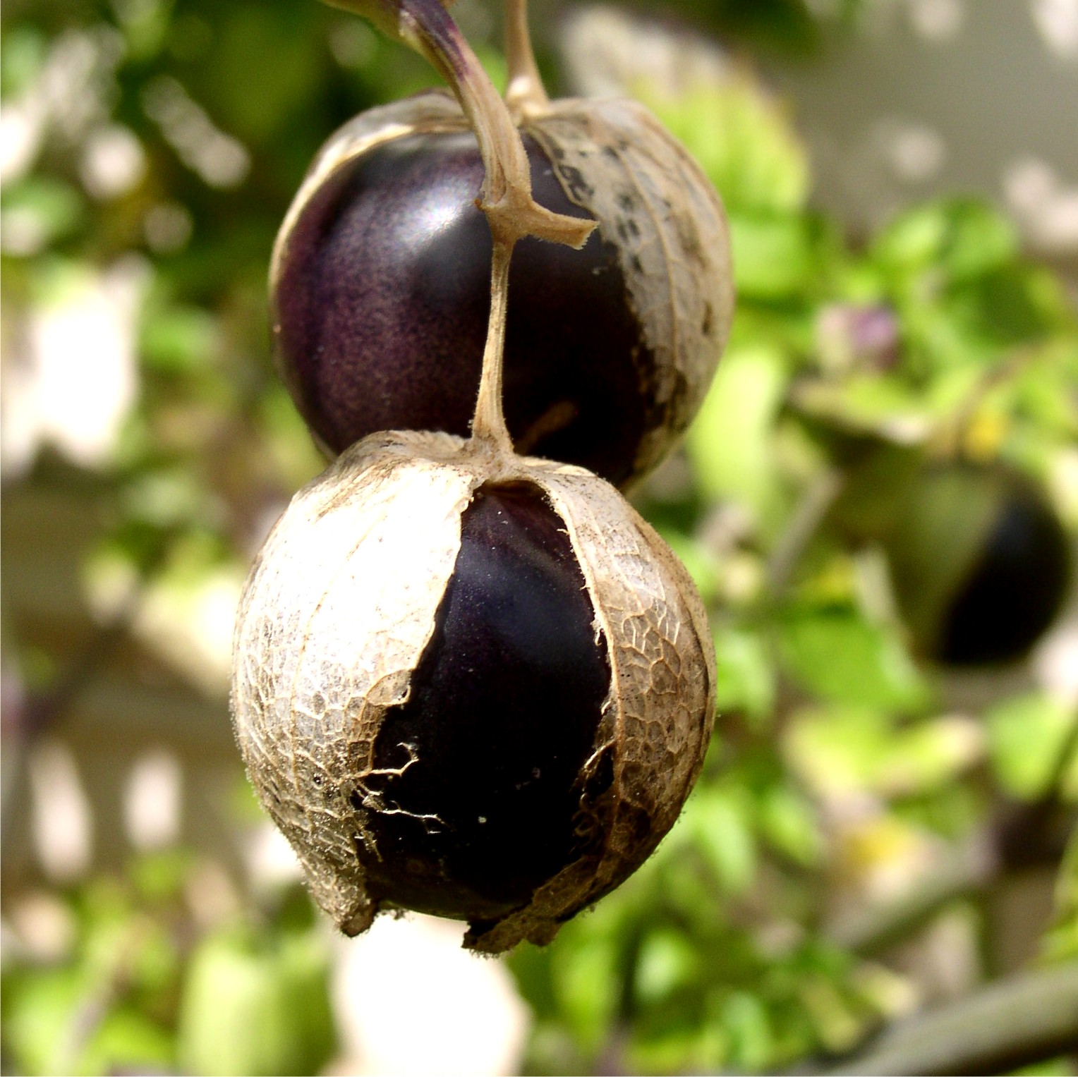 Deaflora Tomatillo Purple de Milpa