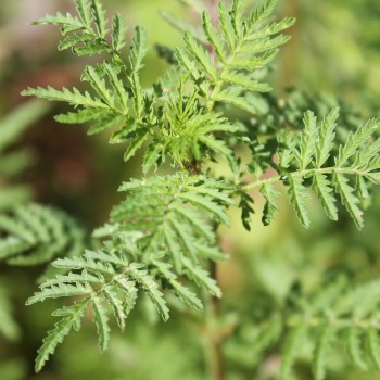 Gewürztagetes Mischung (Samen)