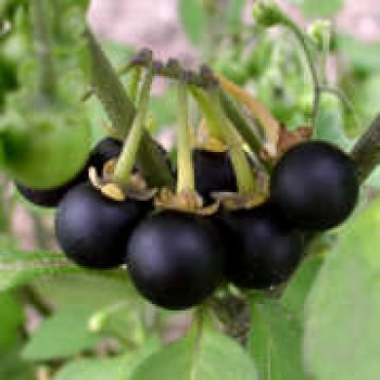 Wonderberry Mrs. B's Nonbitter (Samen)