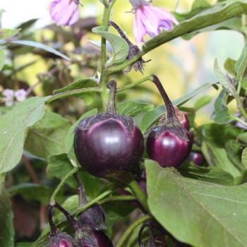 Aubergine Bambino (freilandgeeignet) (Samen)