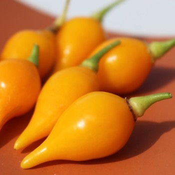 Gemüsechili Biquinho Amarelo (Schärfe 1) (Samen)