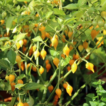 Gemüsechili Biquinho Amarelo (Schärfe 1) (Samen)