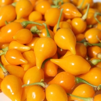 Gemüsechili Biquinho Amarelo (Schärfe 1) (Samen)