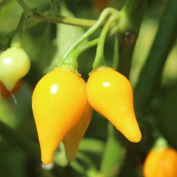 Gemüsechili Biquinho Amarelo (Schärfe 1) (Samen)