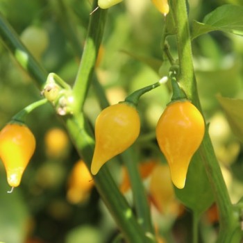 Gemüsechili Biquinho Amarelo (Schärfe 1) (Samen)