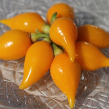 Gemüsechili Biquinho Amarelo (Schärfe 1) (Samen)