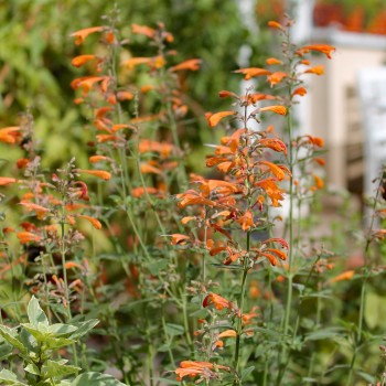 Agastache Apricot Sunrise (Samen)