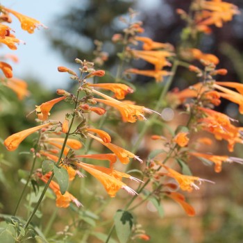 Agastache Apricot Sunrise (Samen)