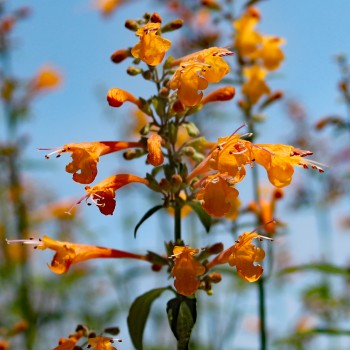 Agastache Apricot Sunrise (Samen)