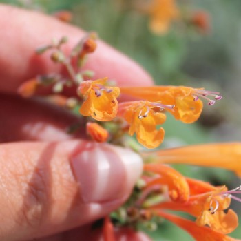 Agastache Apricot Sunrise (Samen)