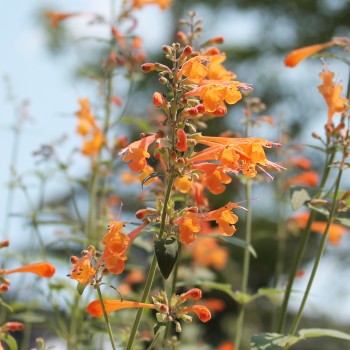 Agastache Apricot Sunrise (Samen)