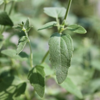 Agastache Apricot Sunrise (Samen)