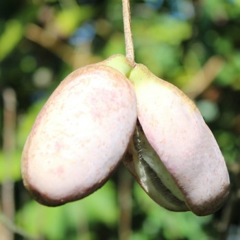 Neu! Akebia Jirisan Pink (Pflanze)