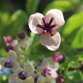 Neu! Akebia Jirisan Pink (Pflanze)