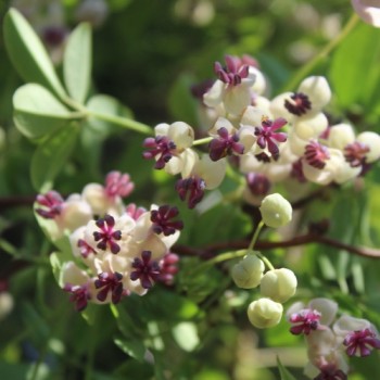 Neu! Akebia Jirisan Pink (Pflanze)