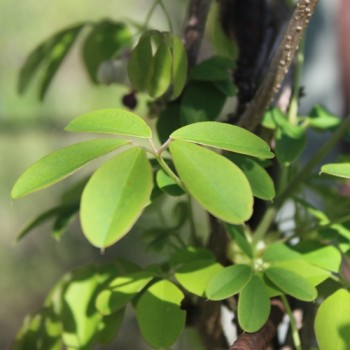 Neu! Akebia Jirisan Pink (Pflanze)