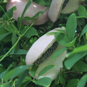 Neu! Akebia Bicolor (Pflanze)