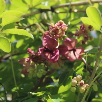 Neu! Akebia Bicolor (Pflanze)