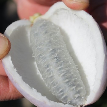 Neu! Akebia Bicolor (Pflanze)