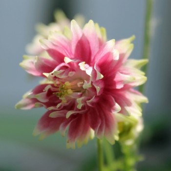 Akelei Nora Barlow (Samen)