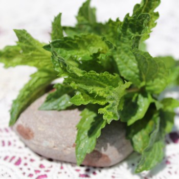 Algerische Fruchtminze (Pflanze)